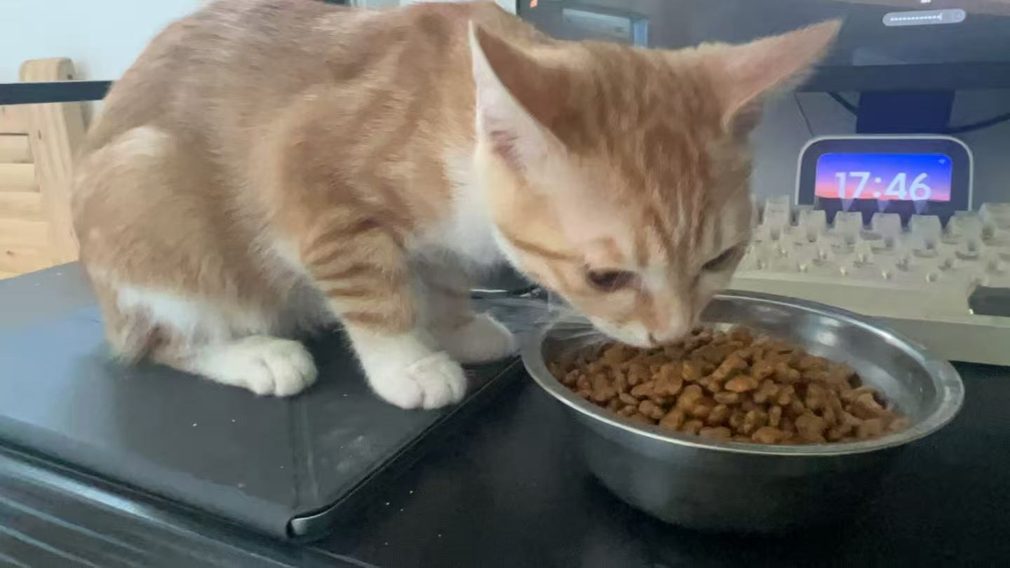 在键盘旁吃晚饭