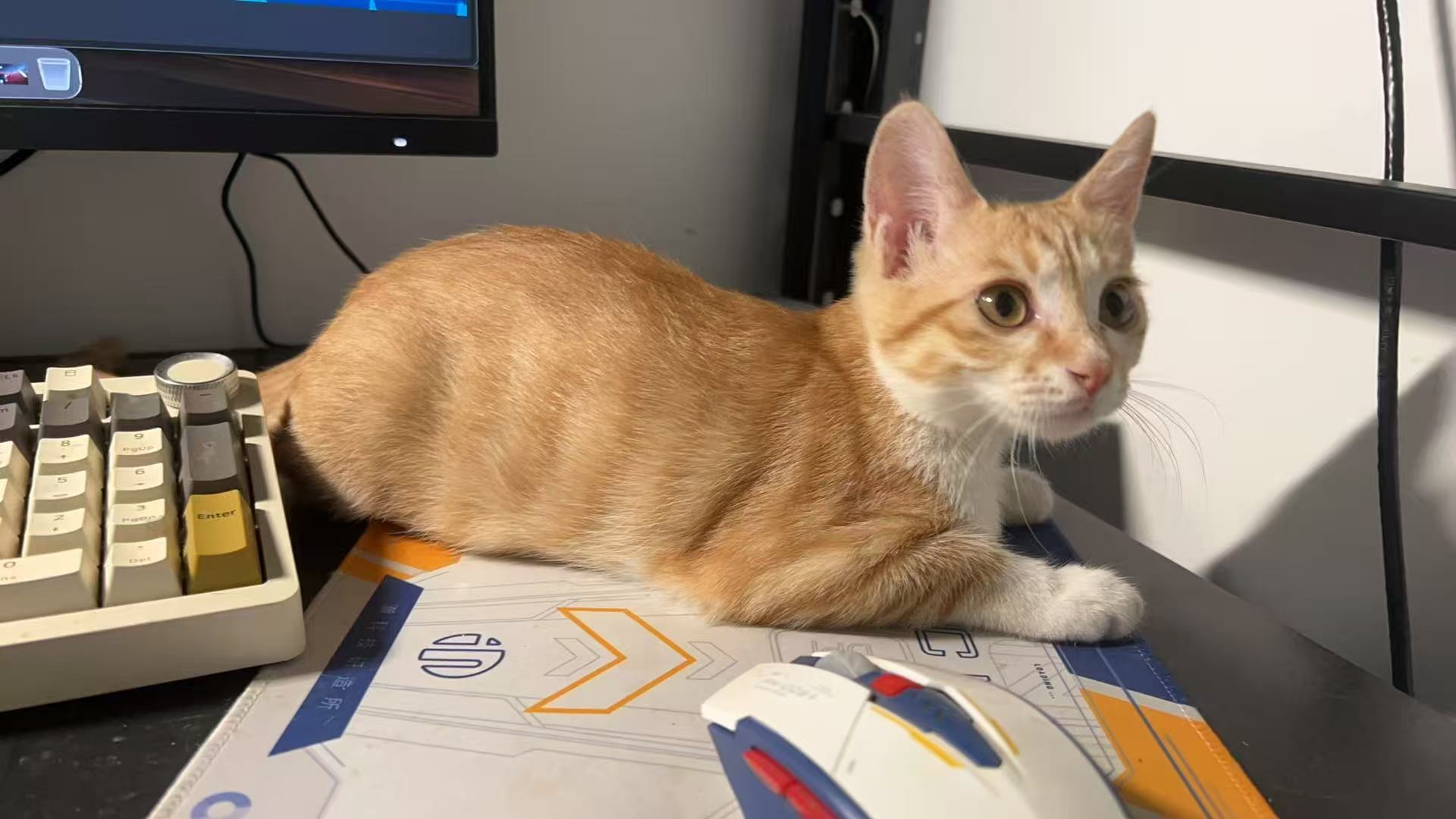 键盘旁的猫